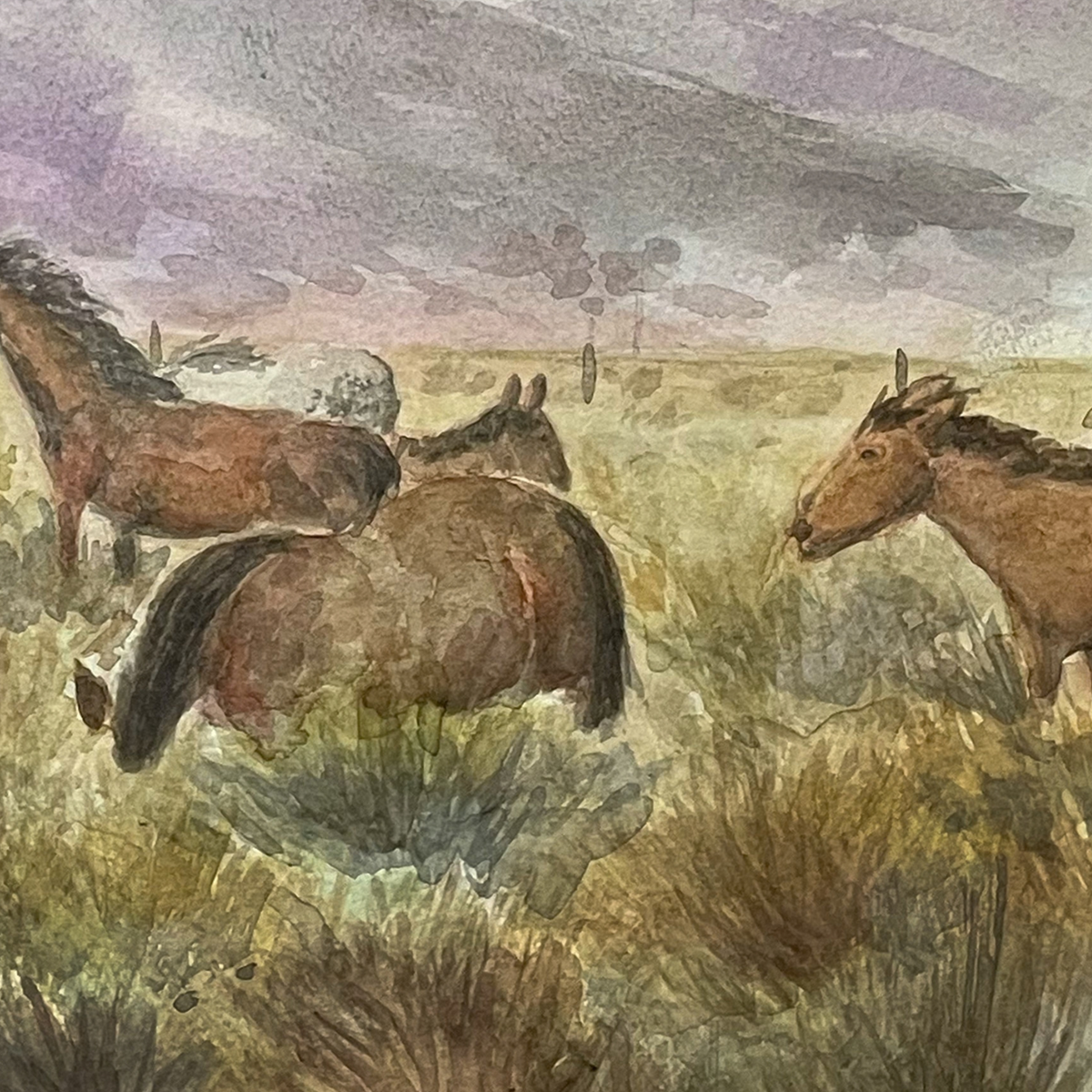 Washoe Valley Wild Horses