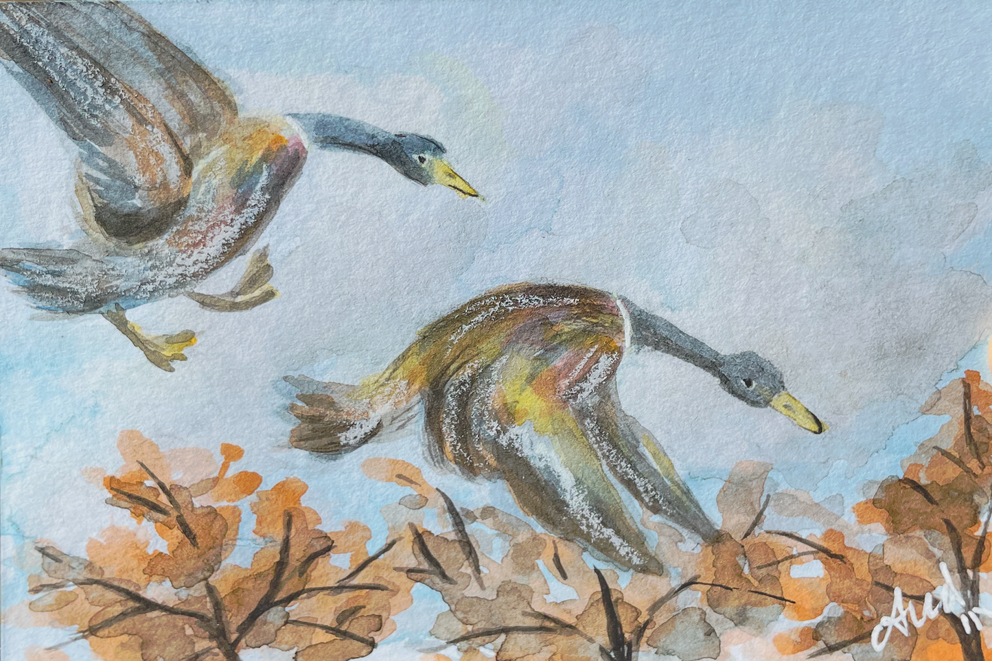 Landing Ducks