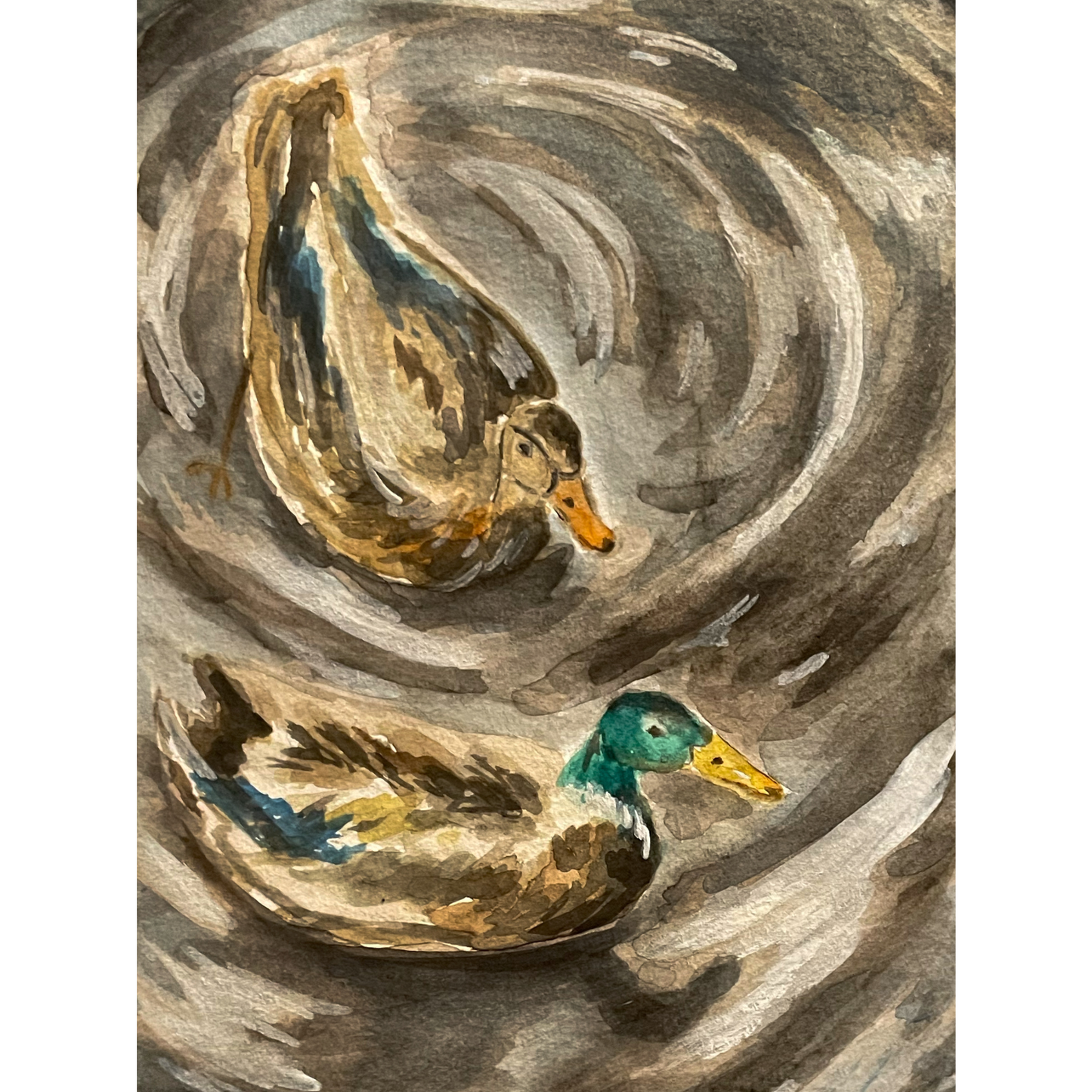 Mallard Ducks