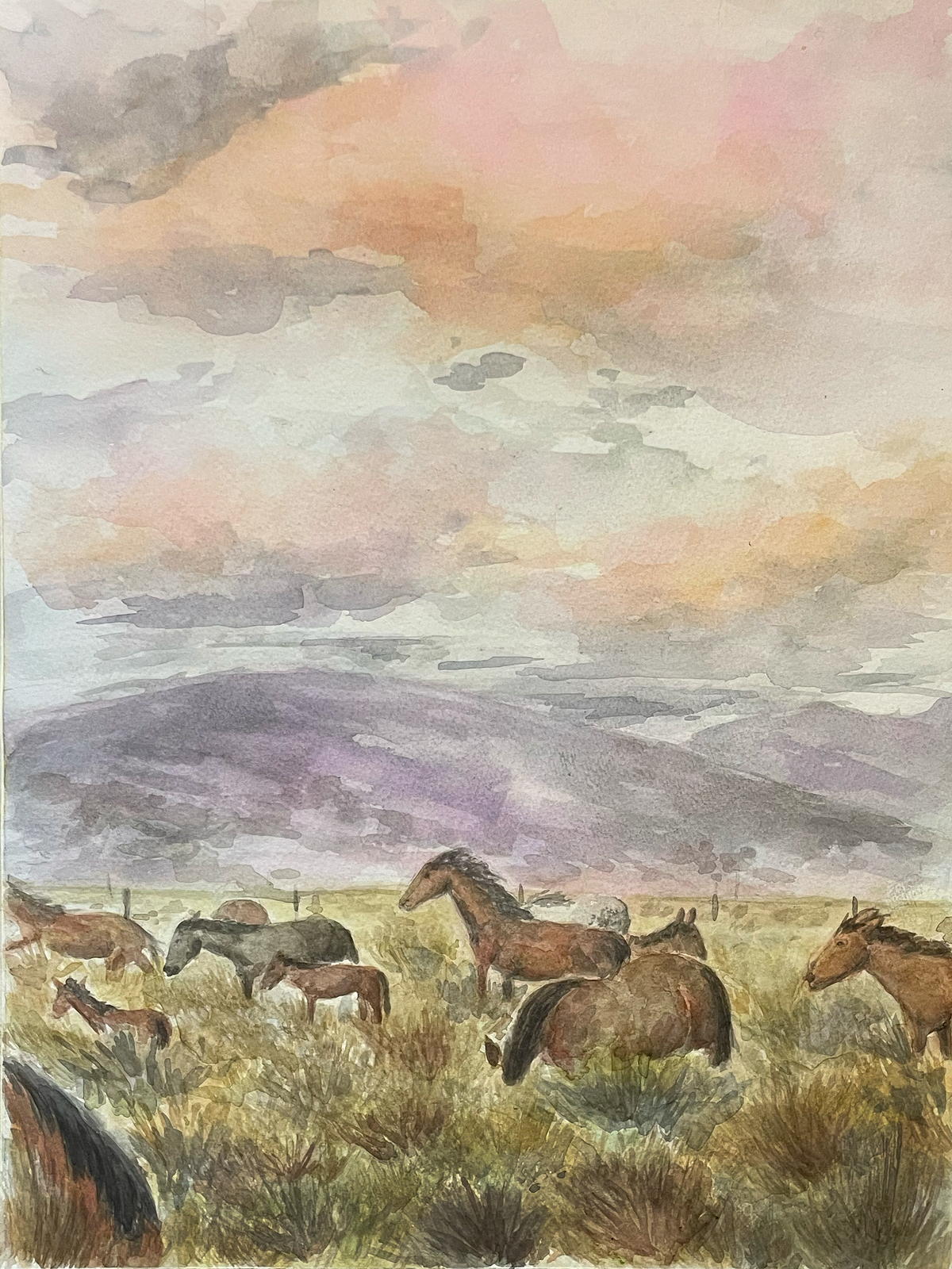 Washoe Valley Wild Horses