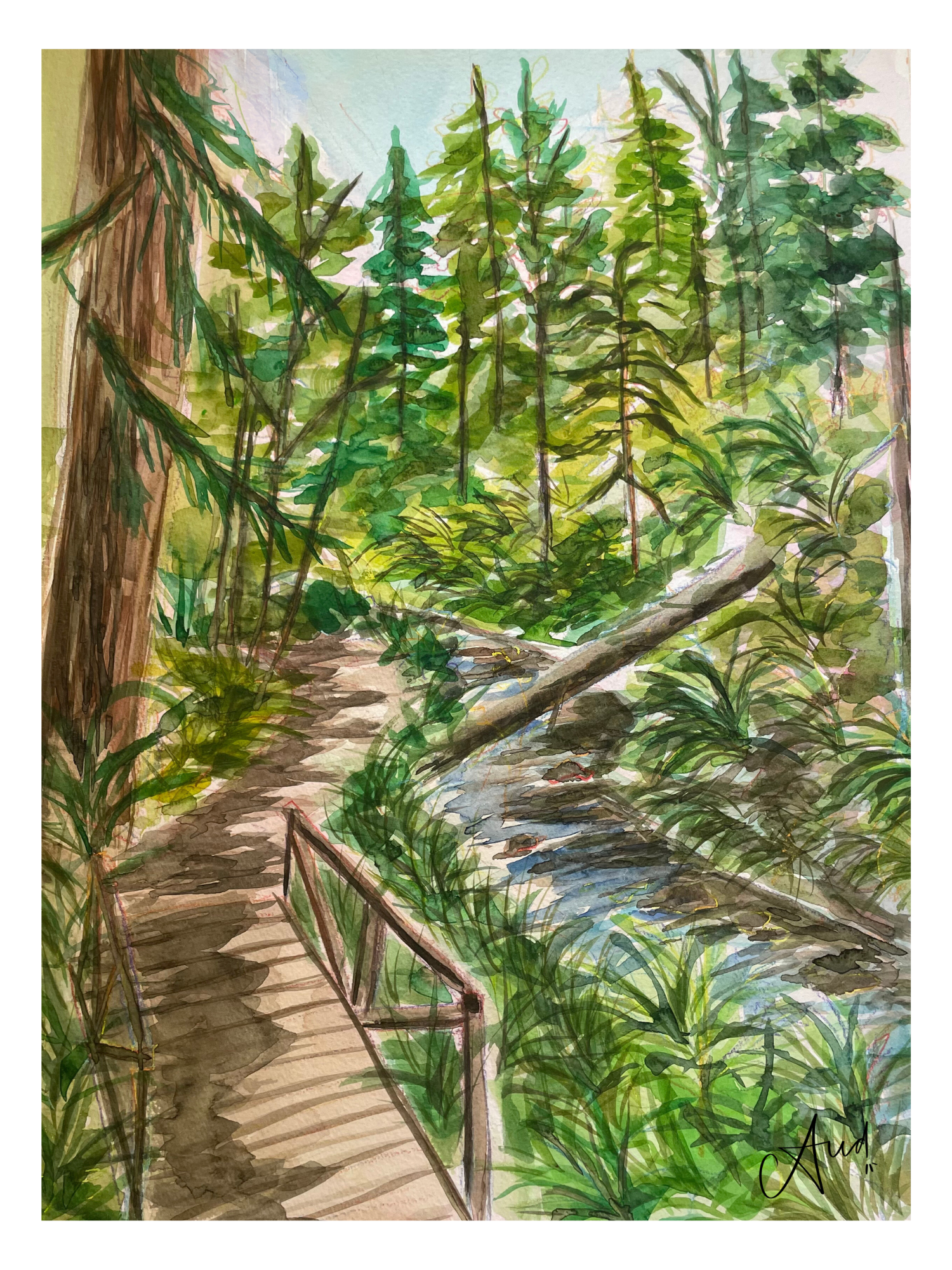 Van Damme State Park - Print